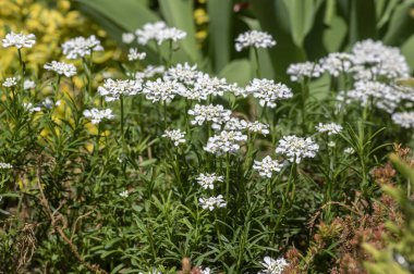 Iberis sempervirens sonsuza kadar yeşil şeker kalıcı çiçek, parlak beyaz bahar çiçekli kaya bitkileri grubu