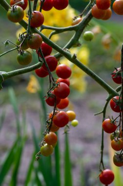 Kırmızı ve yeşil, olgun, lezzetli ve yenilebilir domates meyveleri domates bitkisine asılıyor. Lezzetli ve sağlıklı bir yaşam tarzı.