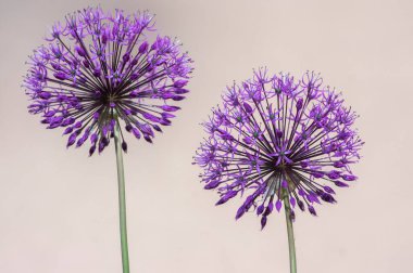 Allium hollandicum Pers soğanı sarımsak mor sansasyonel yağmur çiçekleri çiçek açan süs çiçekleri