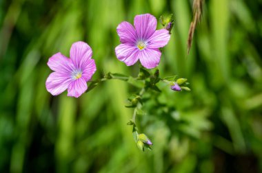Linum viscosum pale pink flax flowers in bloom, wild flowering plant in Slovenia mountains in daylight sunlight