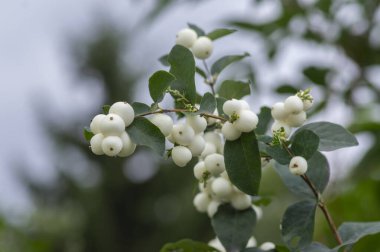 Symphoricarpos albus dallarında beyaz kar böğürtlenleri güzel süslenmiş güz beyazı meyveler gün ışığında, ahşap çitlerde yeşil yapraklar