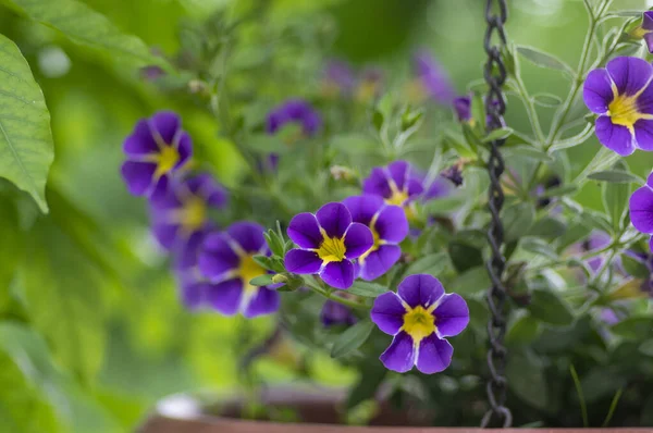 stock image Calibrachoa parviflora seaside petunia starlight blue flowers in bloom, bright color flowering ornamental million bells pot plants