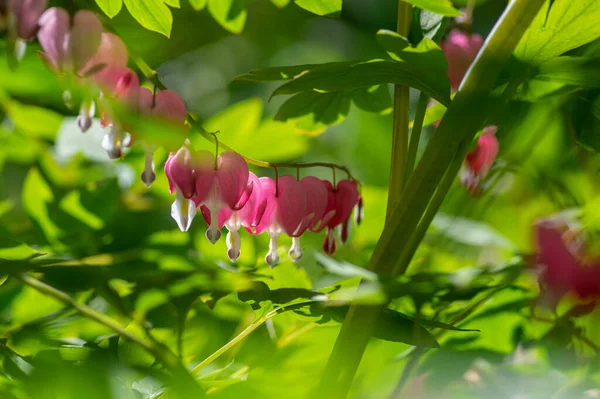 Dicentra spectabilis bleeding heart flowers in hearts shapes in bloom, beautiful Lamprocapnos bright pink white flowering plant