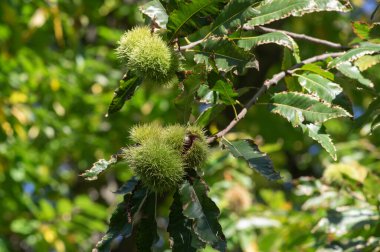 Castanea sativa olgunlaşan dikenli kübikler içinde yenilebilir meyveler, ağaç dallarında asılı yenilebilir gizli tohumlar, yeşil yapraklar.