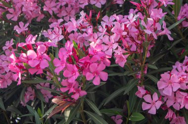 Nerium oleander bright pink flowers in bloom, green leaves on ornamental shrub branches in daylight