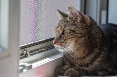 Domestic tiger cat lying on window sill, looking outside