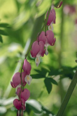 Dicentra spektabilis kanayan kalp çiçekleri çiçek şeklinde güzel Lamprocapnos parlak pembe çiçekli bitki