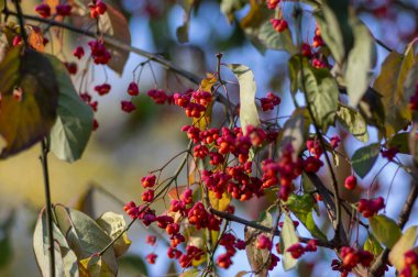 Euonymus europaeus Avrupa ortak Milli kapsülü olgunlaşan sonbahar meyveleri, dallarında turuncu tohumlar asılı kırmızı ya da pembe renklere