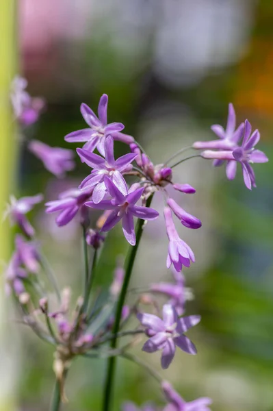 Tulbaghia violacea society garlic flowers in bloom, light pink agapanthus spring bulbs flowering mexican plant