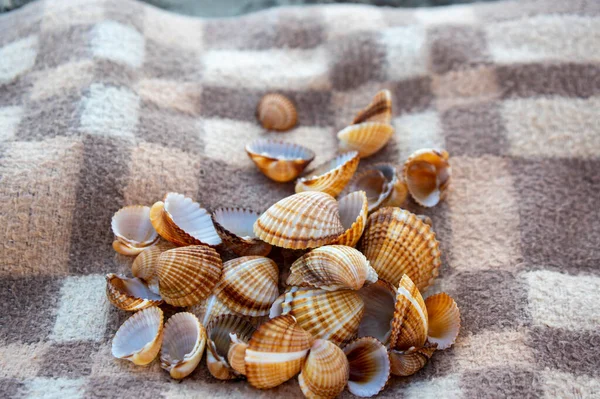 Cerastoderma edule common cockle empty seashells on sandy beach, simplicity background pattern in daylights on the brown and beige blanket