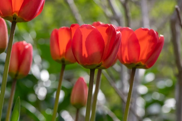 Dark bright red color country Darwin tulips in bloom, bouquet of springtime flowering plants in the ornamental spring garden