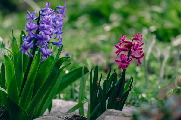 Hyacintus orientalis early spring flowering plant in bloom, group of ornamental flowering colorful flowers in the garden
