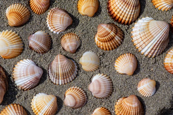 Cerastoderma edule common cockle empty seashells on sandy beach, simplicity background pattern in daylights in the sand