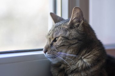 Domestic tiger cat lying on window sill, looking outside