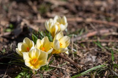 Bouquet of flowering crocus vernus light yellow white violet plants, group of color beautiful early spring flowers in bloom