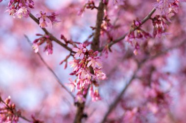 Prunus campanulata okame İlkbahar süsleri açan güzel küçük çan çiçekleri gibi