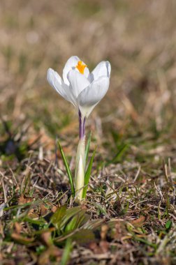 Çiçekli tarla vernusu bitkileri, çimenlerde açan parlak renkli ilkbahar çiçekleri grubu.