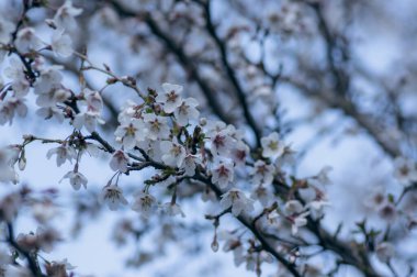 Prunus incisa Kojou-no-mai flowering early spring ornamental tree, beautiful small bright white flowers in bloom on branches