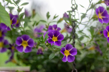 Kalibrakhoa parviflora deniz kenarı petunya yıldız ışığı çiçek açmış mavi çiçekler, parlak renkler çiçek açan süs çiçekleri milyon çanlık saksı bitkileri.