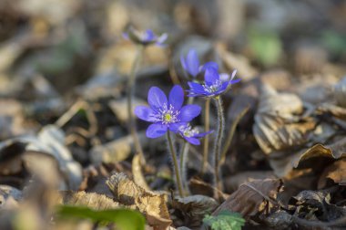 Anemone hepatica common liverwort kidneywort flowers in bloom, early springtime flowering blue purple forest plants