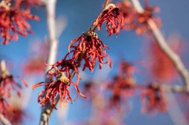 Hamamelis intermedya portakal portakalı, bahar çiçekleri, büyüleyici cadı fındığı, turuncu çiçek grubu, şubat bahçesinde çiçek açıyor.