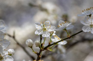 Prunus domestica italica greengages plums tree in bloom, beautiful rich flowering branches in sunny springtime