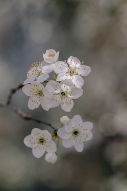 Prunus domestica italica greengages plums tree in bloom, beautiful rich flowering branches in sunny springtime