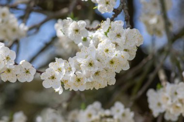 Prunus domestica italica greengages plums tree in bloom, beautiful rich flowering branches in sunny springtime clipart