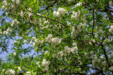 Robinia pseudoacacia ornamental tree in bloom, bright white flowering bunch of light flowers, green foliage