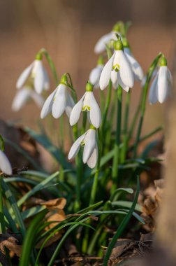 Galanthus nivalis çiçekli bitkiler, parlak beyaz kar damlası güneş ışığında çiçek açıyor.