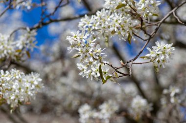 Amelanchier lamarckii yapraklı yaprak döken çalılar, açmakta olan dallardaki karlı beyaz taç yaprakları.