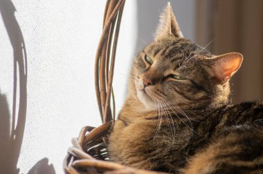 Tembel mermer evcil kedi güneşli bir sabahta sepette uzanıyor ve dinleniyor. Odaklanmış ifade, yeşil limon gözler.