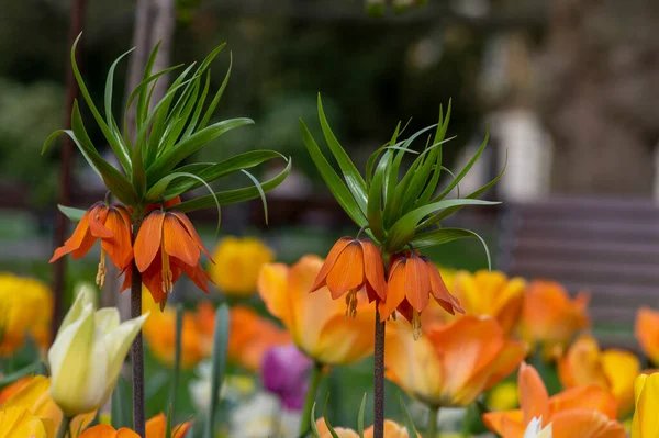 Fritillaria imperialis crown imperial flower in bloom, beautiful tall orange red flowering springtima bulbous majestic plant surrounded by tulips