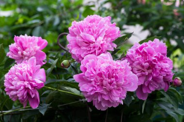 Paeonia officinalis common garden peony flower in bloom, beautiful light pink flowering petal plant shrub, green leaves