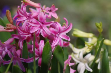 Hyacintus orientalis early spring flowering plant in bloom, group of ornamental flowering pink flowers in the garden