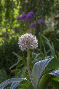 Allium karataviense turkistan soğanı güzel süs bitkisi büyük top gibi görünüyor, çiçek açmış beyaz küçük çiçek grubu