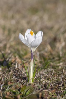 Çiçekli tarla vernusu bitkileri, çimenlerde açan parlak renkli ilkbahar çiçekleri grubu.