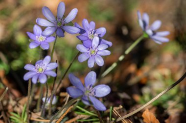 Anemone hepatica common liverwort kidneywort flowers in bloom, early springtime flowering blue purple forest plants