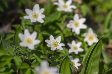 Anemonoides nemorosa wood anemone white flower in bloom, springtime flowering bunch of wild plants with green leaves