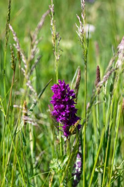 Dactylorhiza majalis çayırda çiçek açan yabani orkide çiçekleri, yeşil çimlerde açan bir grup parlak mor çiçek
