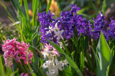 Hyacintus orientalis early spring flowering plant in bloom, group of ornamental flowering pink flowers in the garden