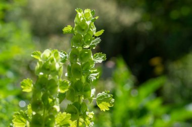 Moluccella laevis apple green shell flowers in bloom, bells of Ireland flowering plant in sunlight