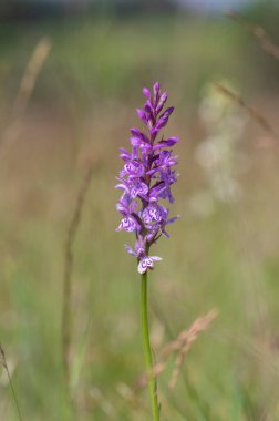 Dactylorhiza fuchsii yaygın benekli orkide çiçekleri çiçek, inanılmaz güzel mor beyaz çayırlarda çiçek açan yabani bitkiler