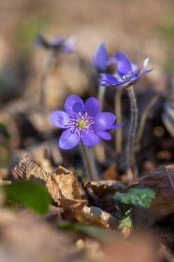 Anemone hepatica common liverwort kidneywort flowers in bloom, early springtime flowering blue purple forest plants