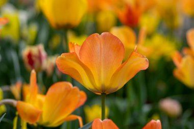 Amazing garden field with tulips of various bright rainbow color petals, beautiful bouquet of colors in springtime sunlight daylight