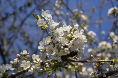 Prunus avium yabani kiraz çiçekli, güzel beyaz çiçek açan ağaç dalları yeşil yapraklı, mavi gökyüzü
