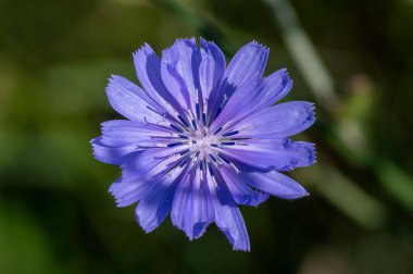 Cichorium intybus Common chicory wild bright blue flower in bloom, perennial herbaceous flowering bachelor's buttons field plants