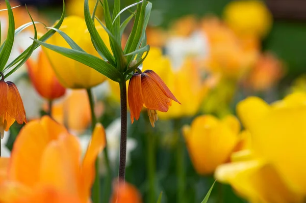 Fritillaria imperialis crown imperial flower in bloom, beautiful tall orange red flowering springtima bulbous majestic plant surrounded by tulips