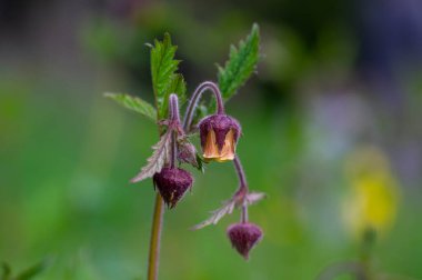 Geum rivale water avens wild flowering plant, purple red and yellow flowers in bloom, italy alps meadow