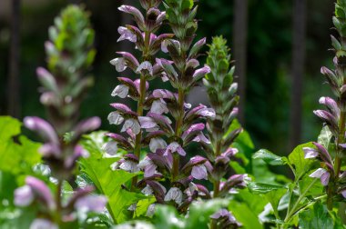 Acanthus hungaricus uzun çiçekli bitki, otçul mor yeşil ayının pantolonu çiçek açmış.